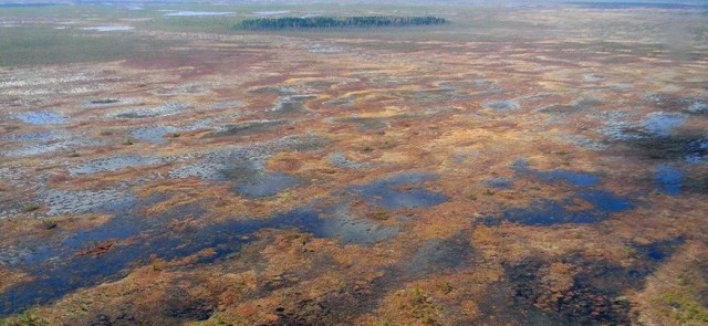 Васюганские болота: где находится самая огромная и неприступная топь в мире и что мы знаем о ней