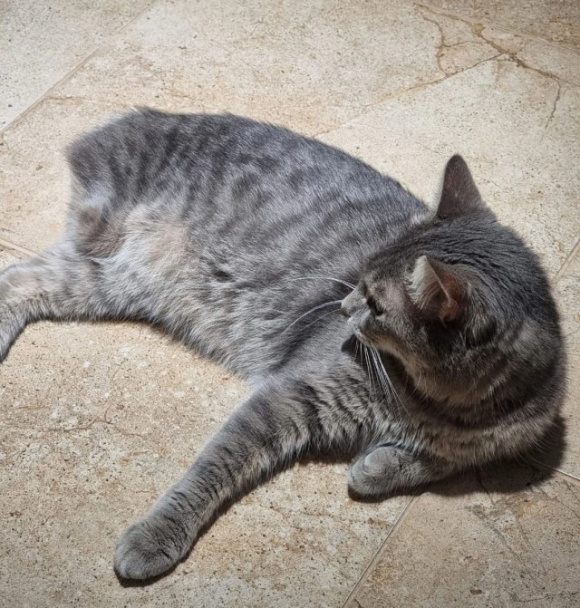 На поезде с кошариком