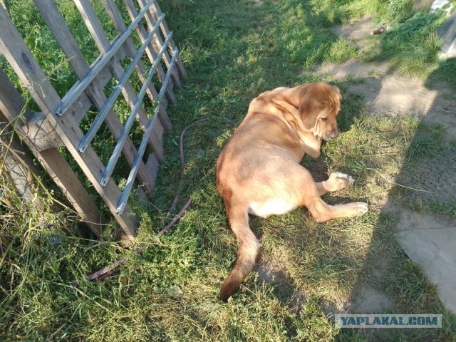 Жизнь домашнего приюта для котеек 462
