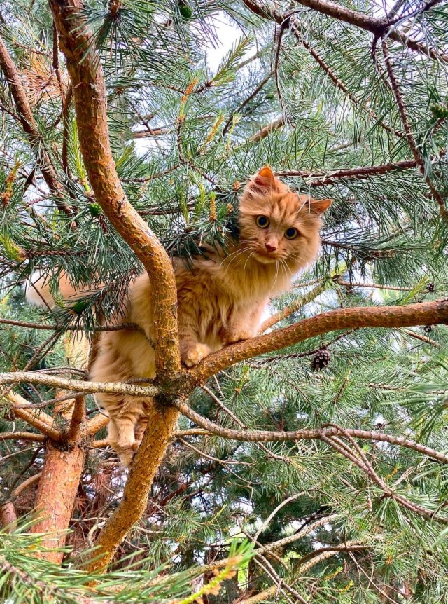 Когда осталась последняя жизнь
