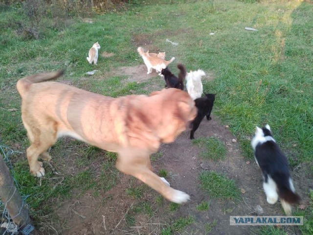 Жизнь домашнего приюта для котеек 468