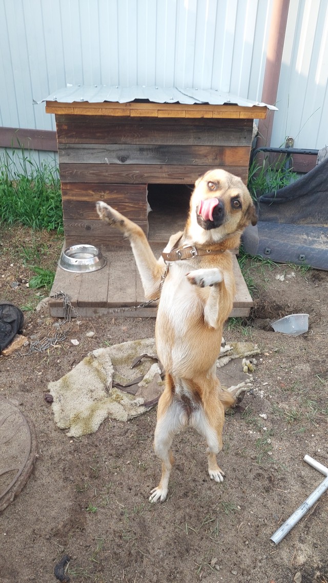 Моя чебурашка