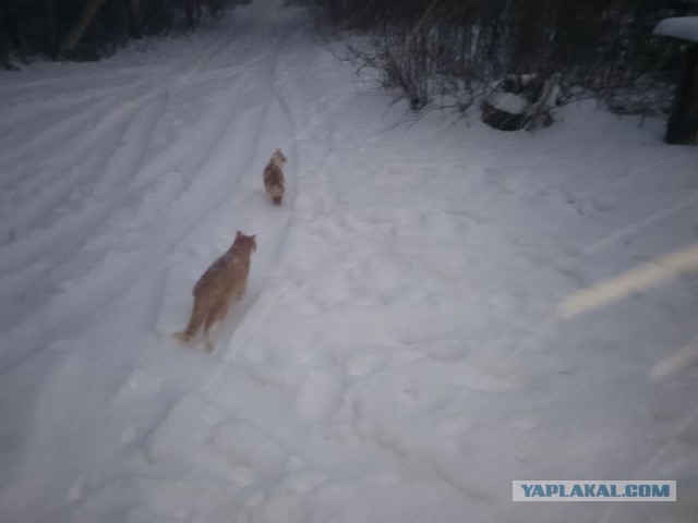 Жизнь домашнего приюта для котеек 478