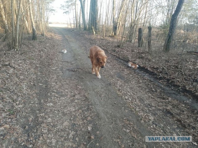 Жизнь домашнего приюта для котеек 483