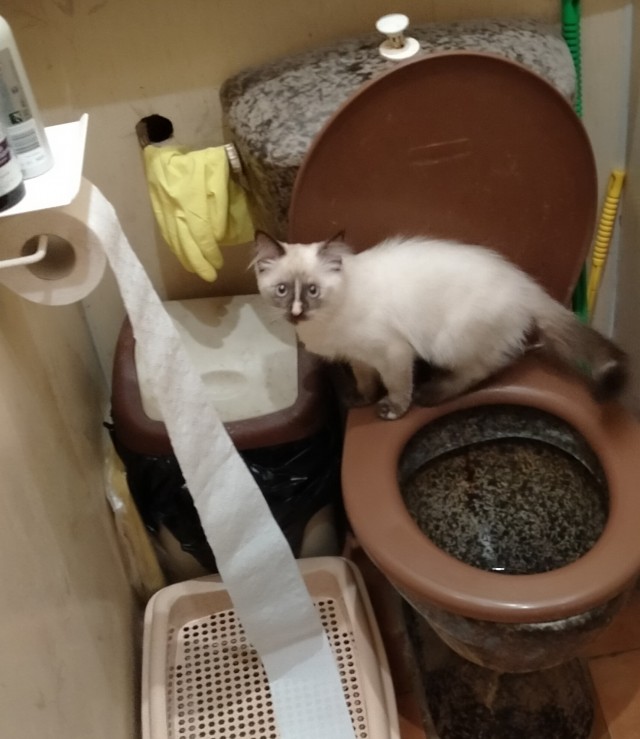Всех с котовторником