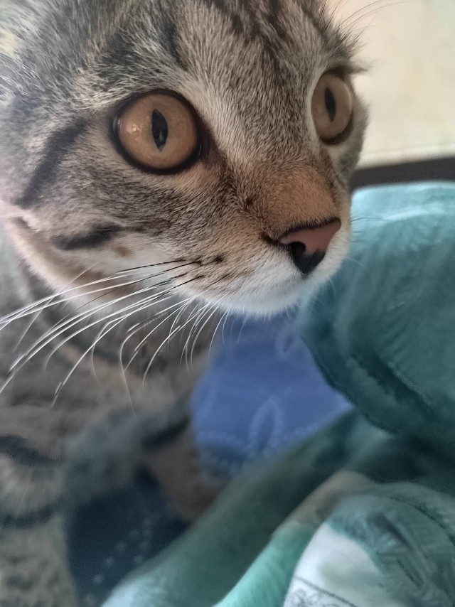 Котовторник