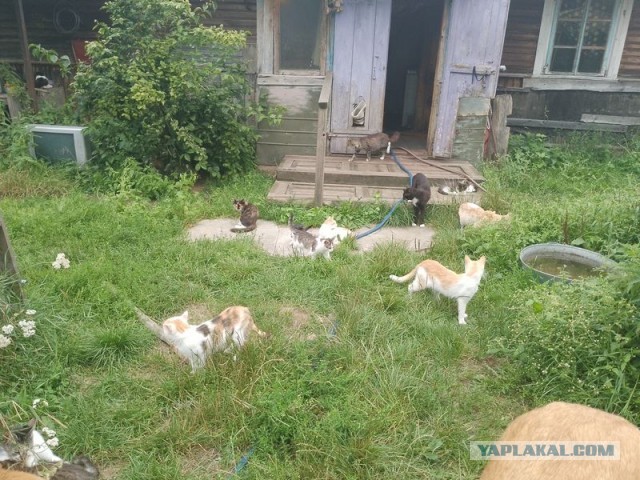 Жизнь домашнего приюта для котеек 506