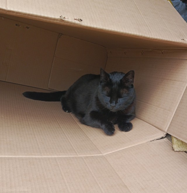 Котовторник и я теперь котораб