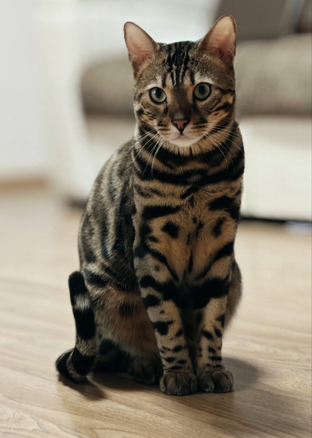 На котовторник