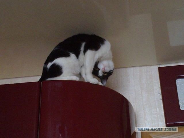 Котовторник 04.06.2013