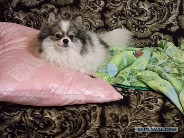 Дора