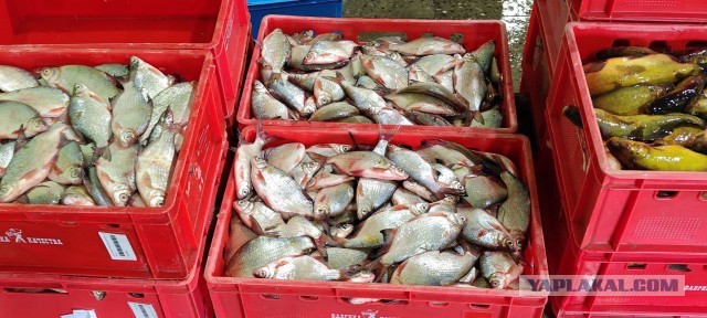 В Астраханской области назревает кризис: возможен полный запрет на вылов рыбы