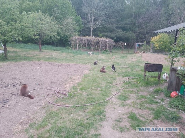 Жизнь домашнего приюта для котеек 543
