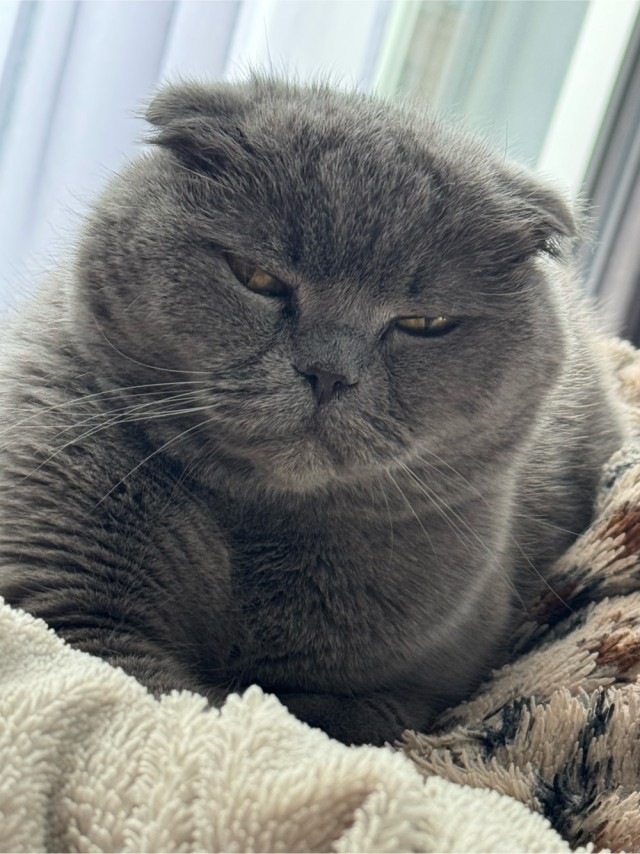 А у вас есть кот в доме?