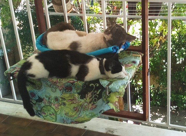 Смешные коты, которые бы победили на конкурсе абсурдных фотографий