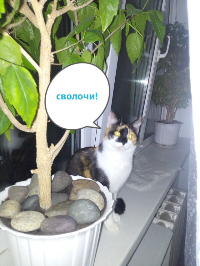 Наивные, они думали, что это меня остановит