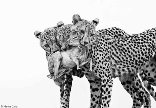 Объявлены победители фотоконкурса Africa Geographic Photographer of the Year 2025
