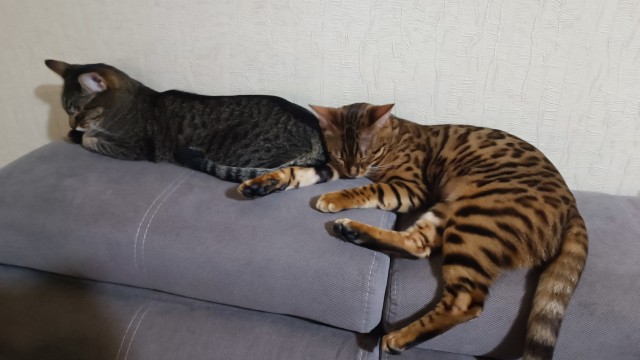 Моя жена не умеет фоткать кота