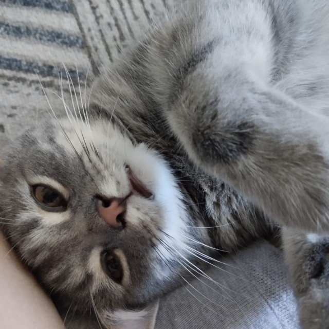 Ну котовтроник ЖА