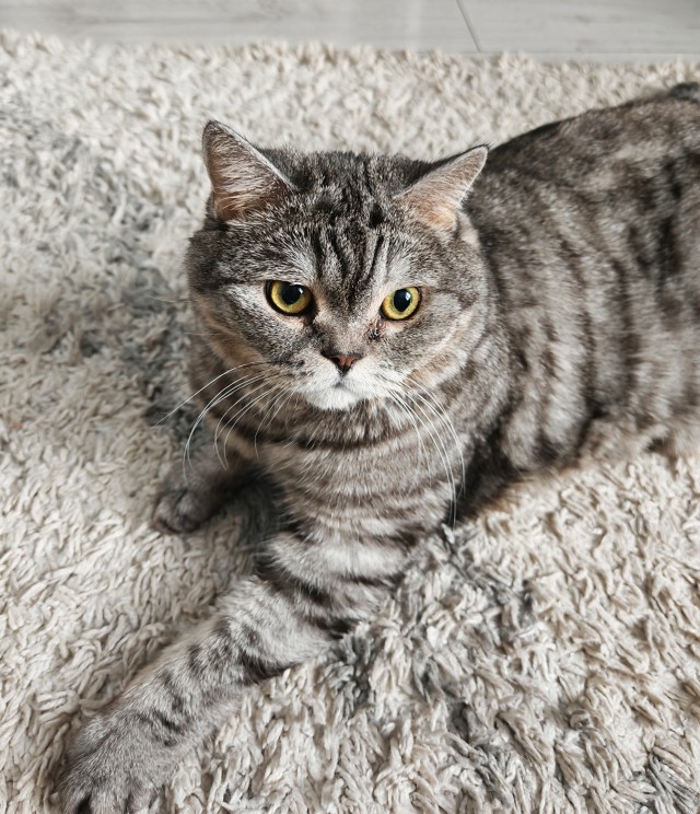 У нас котовторник случился!