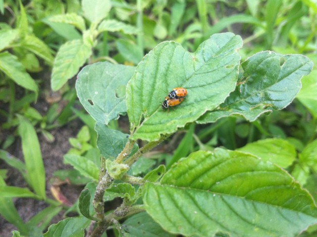 Кинбурнская коса