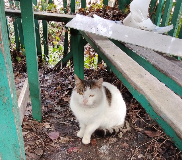 Уличные котики