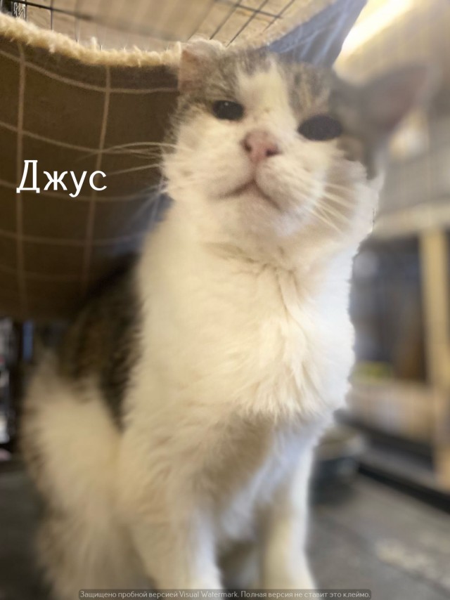 Жизнь домашнего приюта "Котоленд" 538