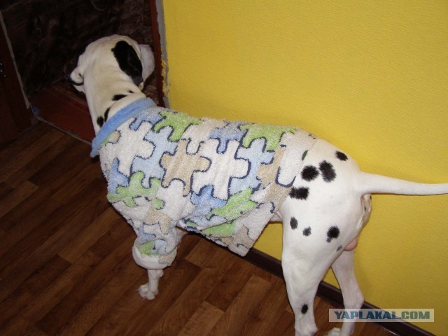 Собака засрака -сыр поедака