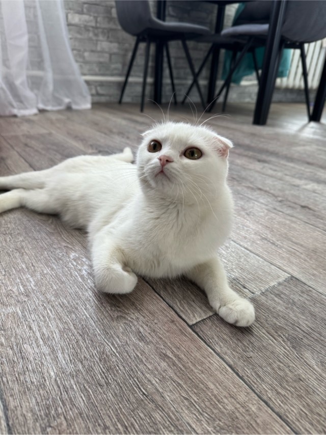 Кото вторник. Серый на сером)
