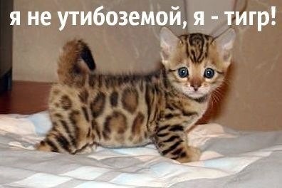 А точнее - леопард