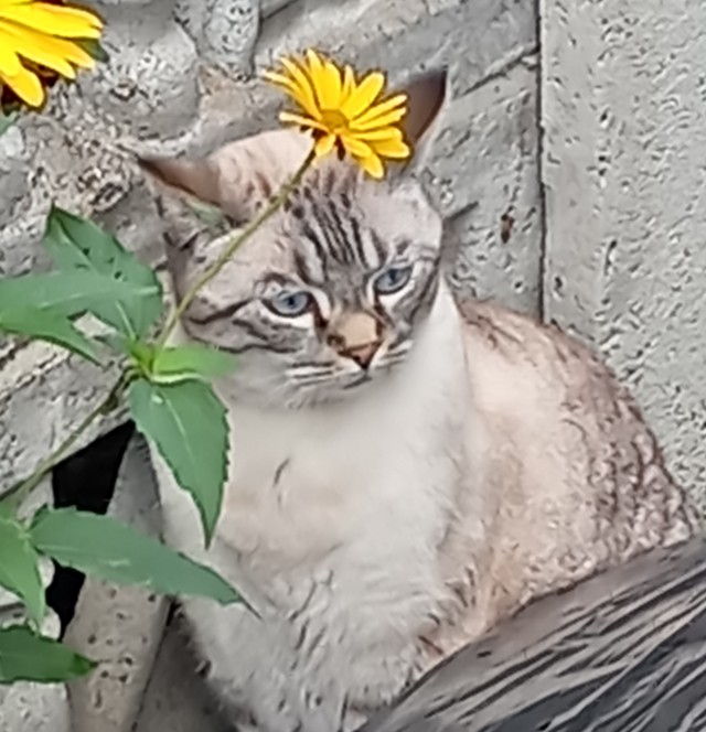 Котовторник