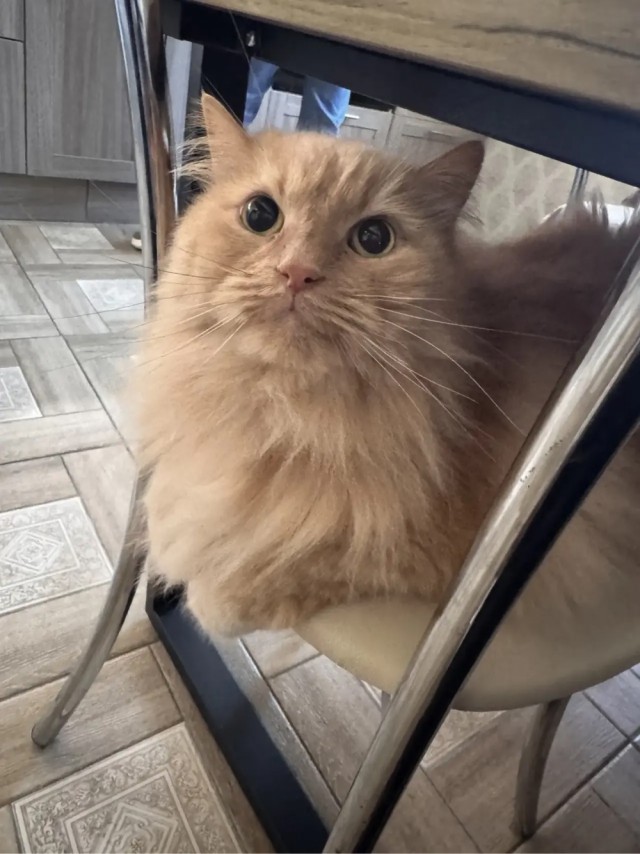 Котовторник Персика