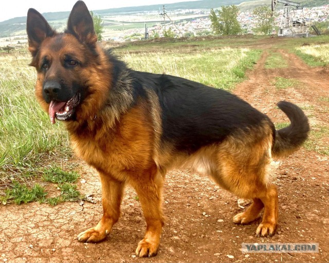 Лисички.