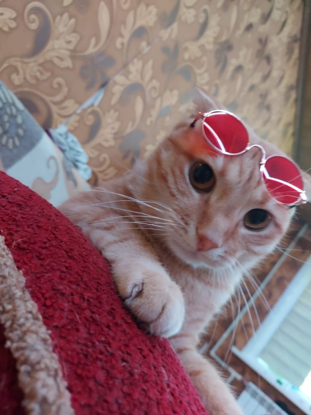 Лучший костюм для кота