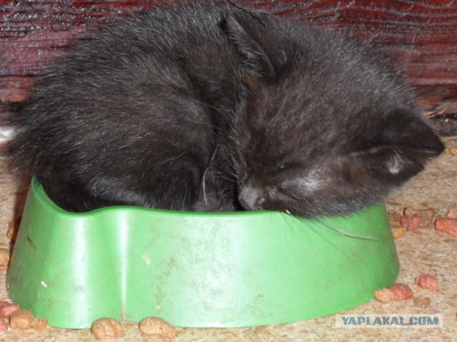 Котовторник  10.12.2013