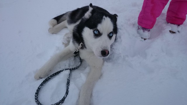 Собакочетверг на 02.01.2014