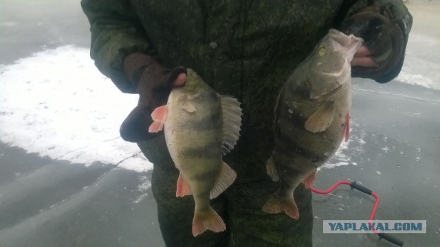 Зимняя рыбалка 2014