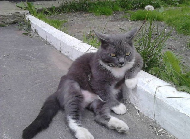 Не совсем удачные фотографии животных