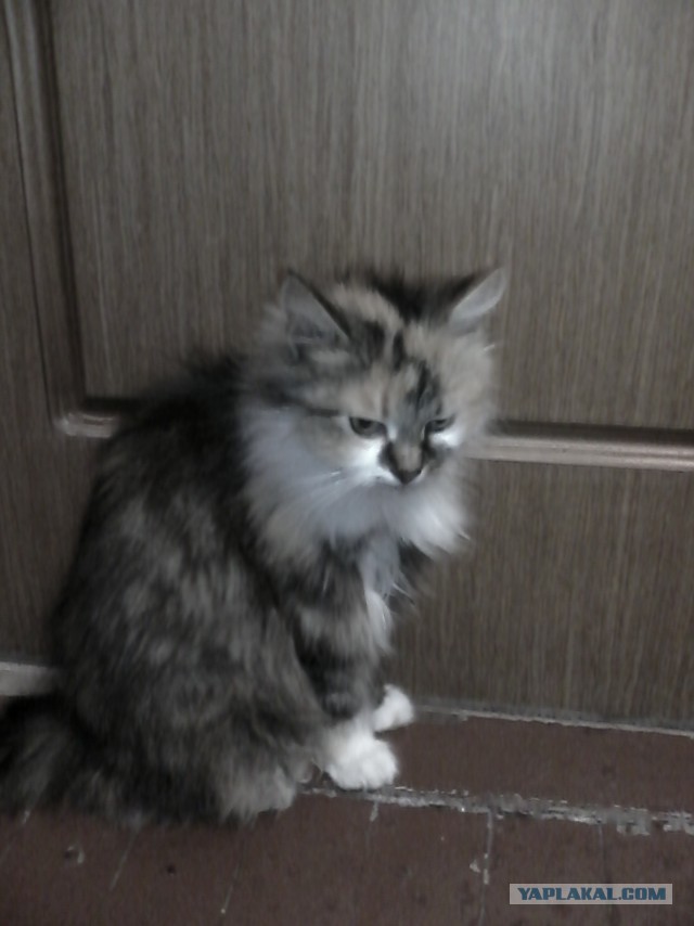 Котовторник 22.04.2014