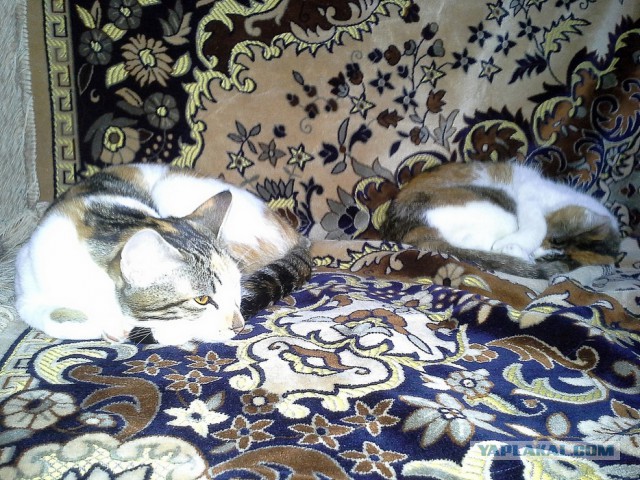 Котовторник 17.06.2014