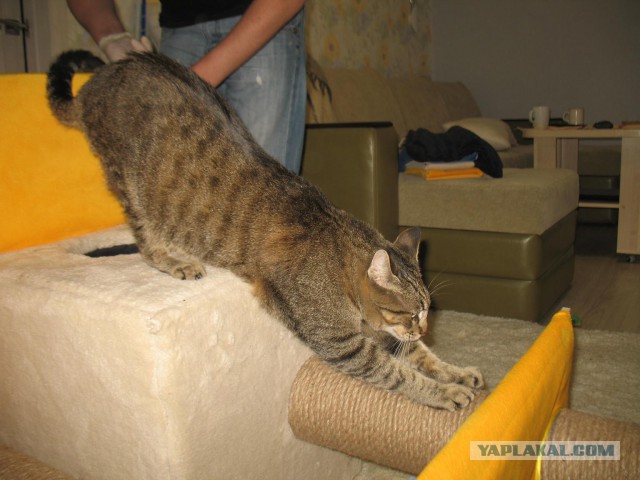 Котовторник 24.06.2014