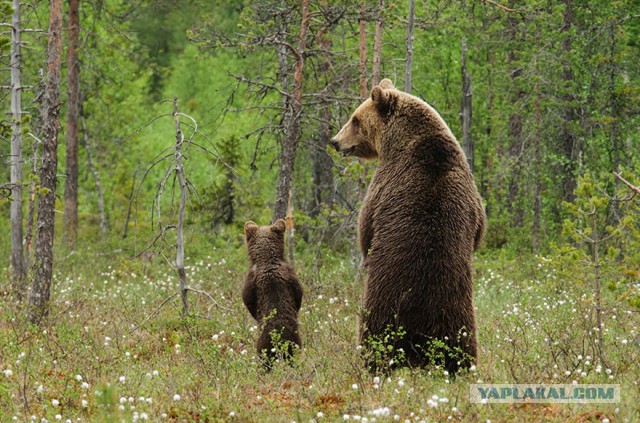 Трогательные моменты воспитания из жизни животных