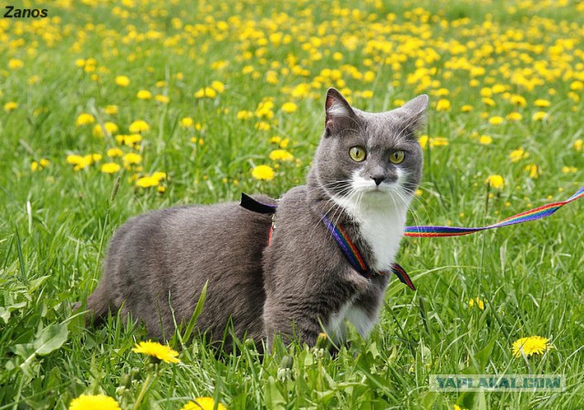 Кошка по имени Мышь