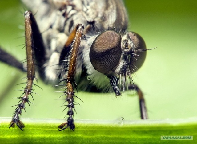 Простые вещи под микроскопом