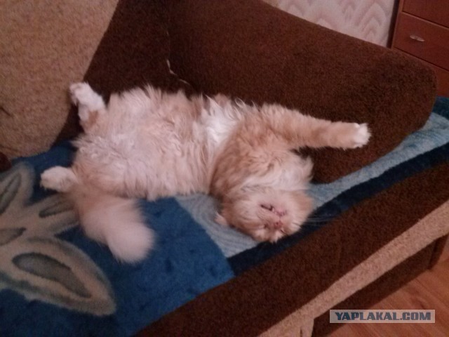 Котовторник 04.11.2014