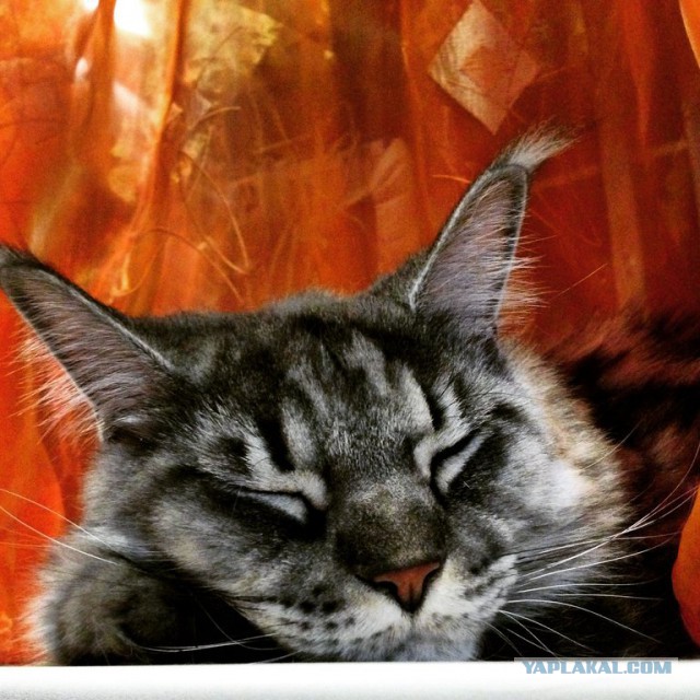 Котовторник 23.12.2014
