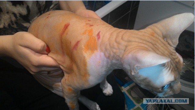 Котовторник