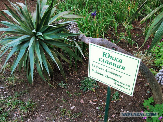 Славной Юкки пост.