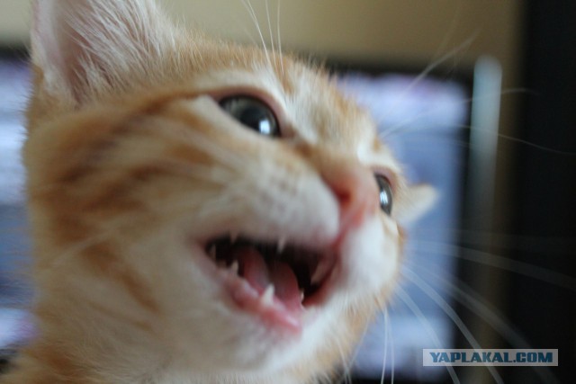 Котовторник  21.07.2015