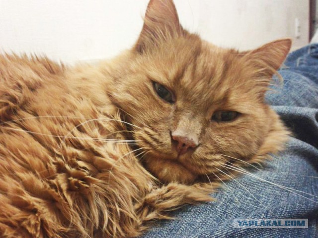 Котовторник 11.08.2015